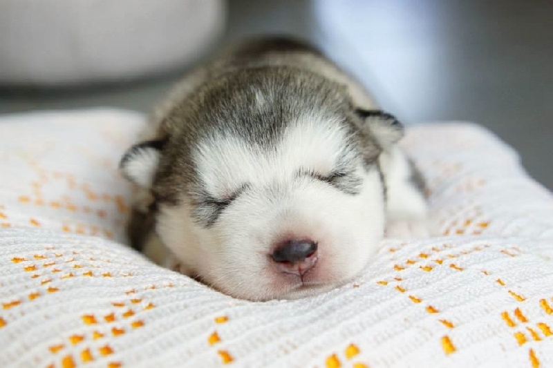Of Nordic Angels - Siberian Husky - Portée née le 12/05/2014