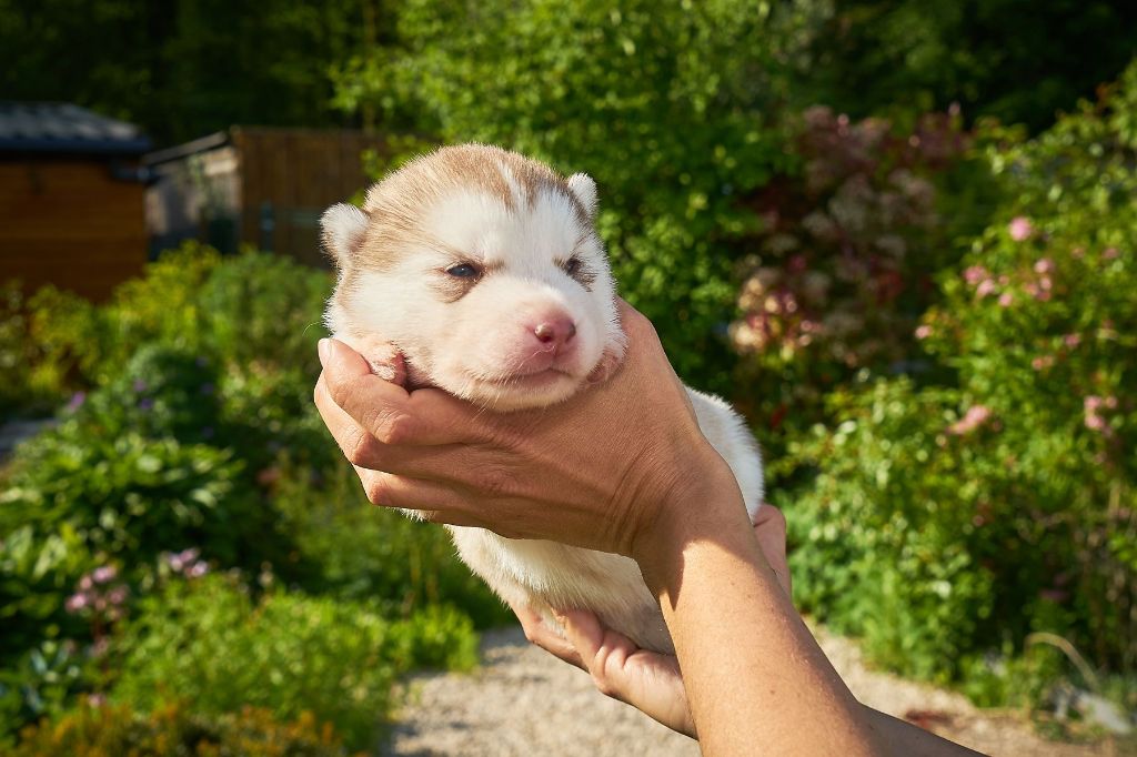 Chiot Siberian Husky Of Nordic Angels